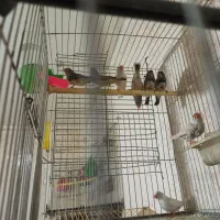 فنچ|پرنده|مشهد, حضرت حجت|دیوار