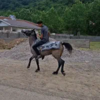 اسب|اسب و تجهیزات اسب‌سواری|گوراب زرمیخ, |دیوار
