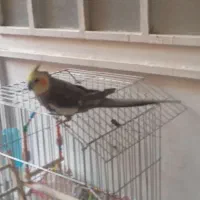 عروس هلندی نر سخنگو|پرنده|مرودشت, ثبت احوال|دیوار