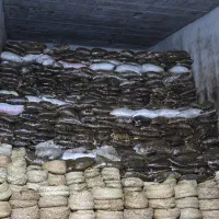 خرما گونی جهت مصارف شیره