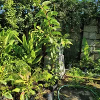 نهال گوآوا|گل و گیاه طبیعی|لاهیجان, آهندان|دیوار