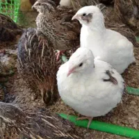 تخم نطفه دار بلدرچین گوشتی و تخم گذار