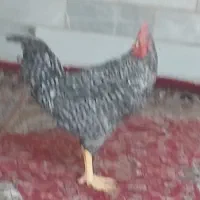 خروس بومی|حیوانات مزرعه|اردکان, |دیوار