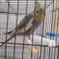 طوطی عروس ۳ ماهه|پرنده|آستانه اشرفیه, |دیوار