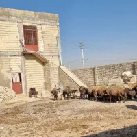 دامداری مخصوص گوسفند ۵۰۰متری|اجارهٔ دفتر صنعتی، کشاورزی، تجاری|اصفهان, قهجاورستان|دیوار