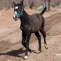 کره مادیان عرب