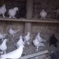 کبوتر|پرنده|تبریز, |دیوار