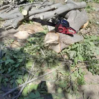 برش و قطع درخت|خدمات باغبانی و درختکاری|ایوان, |دیوار