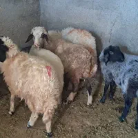 کاور|حیوانات مزرعه|سیوان, |دیوار