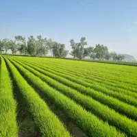 فروش نشا (نهال)پیاز مینروا دستگیری برا ۲۵آذر