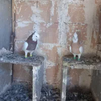 طوقی جفتی|پرنده|سبزوار, دانشگاه آزاد|دیوار