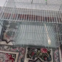 پنج عددقفس اصل غلامی با فضله توری الکی نزنگی دونه