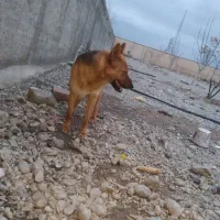 سگ ژرمن ورک