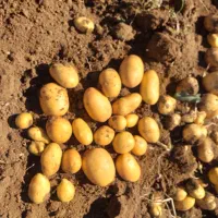 سیب زمینی ارگانیک (بدون‌کود)|خوردنی و آشامیدنی|دیواندره, |دیوار