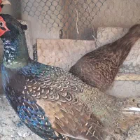 مرغ آمریکایی