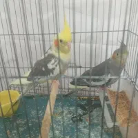 یک جفت عروس هلندی نروماده