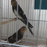 جفت عروس ۸۰۰|پرنده|شاهرود, |دیوار