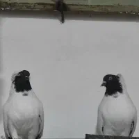 کفتر پرستویی|پرنده|سربیشه, |دیوار