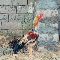 خروس لاری اصیل