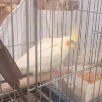 جفت عروس هلندی|پرنده|اسلامشهر, شهرک محمدیه|دیوار