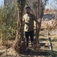 نهال آلو و هلو