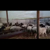 ۲۵عدد میش زاییده و آبستن نزدیک زایش