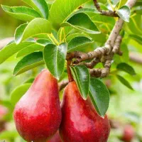 آغاز پیشفروش نهال گلابی انجو دوساله|خدمات باغبانی و درختکاری|ویسیان, |دیوار