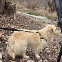 اشپیتز نر ۲ساله