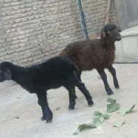 بره خرج خور سر حال درشت