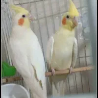 جفت عروس هلندی