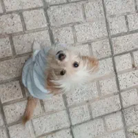 سگ مالتیز|سگ|مشهد, یاس|دیوار