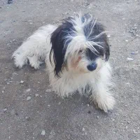 سَگ|سگ|مشهد, نظام دوست|دیوار