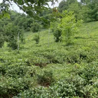 فروش-باغ-چایی-به-مساحت-3270متر-جای-بسیارزیبا