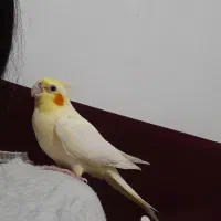 عروس هلندی ماده