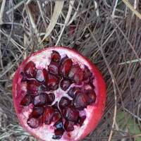 فروش انار|عمدهفروشی|بختگان, |دیوار