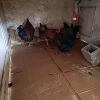 مرغ خروس محلی