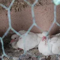 کبوتر طوقی|پرنده|قم, بوستان علوی|دیوار