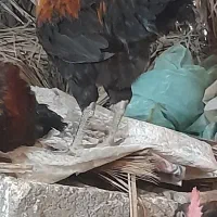 مرغ و خروس محلی‌ چاق برای کشتار|حیوانات مزرعه|کهنوج, |دیوار