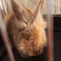 خرگوش لپ|موش و خرگوش|بهبهان, |دیوار