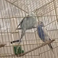 جفت مرغ عشق|پرنده|اهواز, ۳۰ متری|دیوار