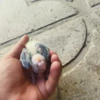 فروش فوری جوجه عروس هلندی سینامون