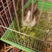 باسلام خرگوش خونگی تمیزوسالمو|موش و خرگوش|تربتحیدریه, داروپخش|دیوار