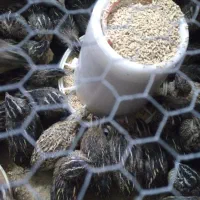بلدرچین گوشتی ۴۸تومن مولد۷۰