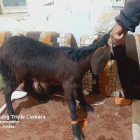 کره(بز)|حیوانات مزرعه|زابل, |دیوار