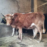 فروش یه دونه گاو یا تلم