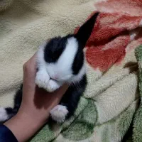 خرگوش|موش و خرگوش|یاسوج, |دیوار