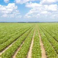 فروش زمین کشاورزی در سپیدان فارس