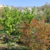 فروش باغچه|فروش زمین و ملک کلنگی|پلنگ آباد, |دیوار