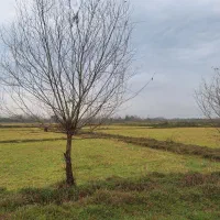 ۱۴۰۰ متر شالیزار مکانیزه حومه شهر