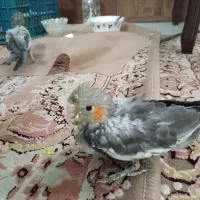 عروس هلندی|پرنده|مشهد, پروین اعتصامی|دیوار